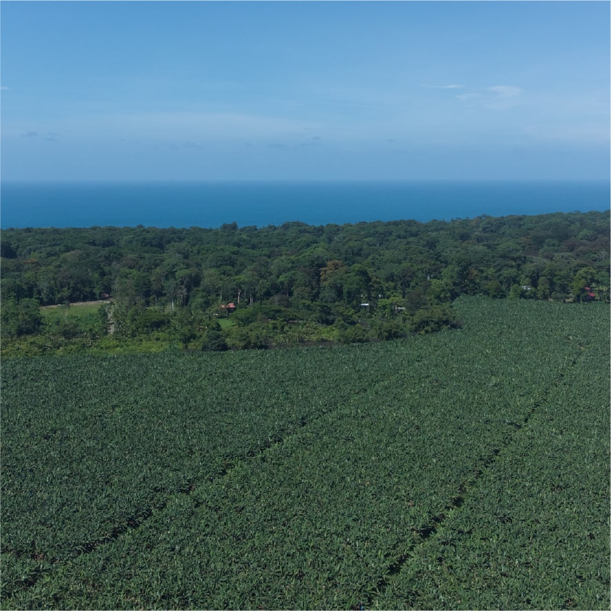 Finca Agrotubérculos de Grupo Esfuerzo