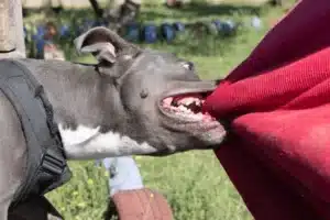 California dog bite lawyer